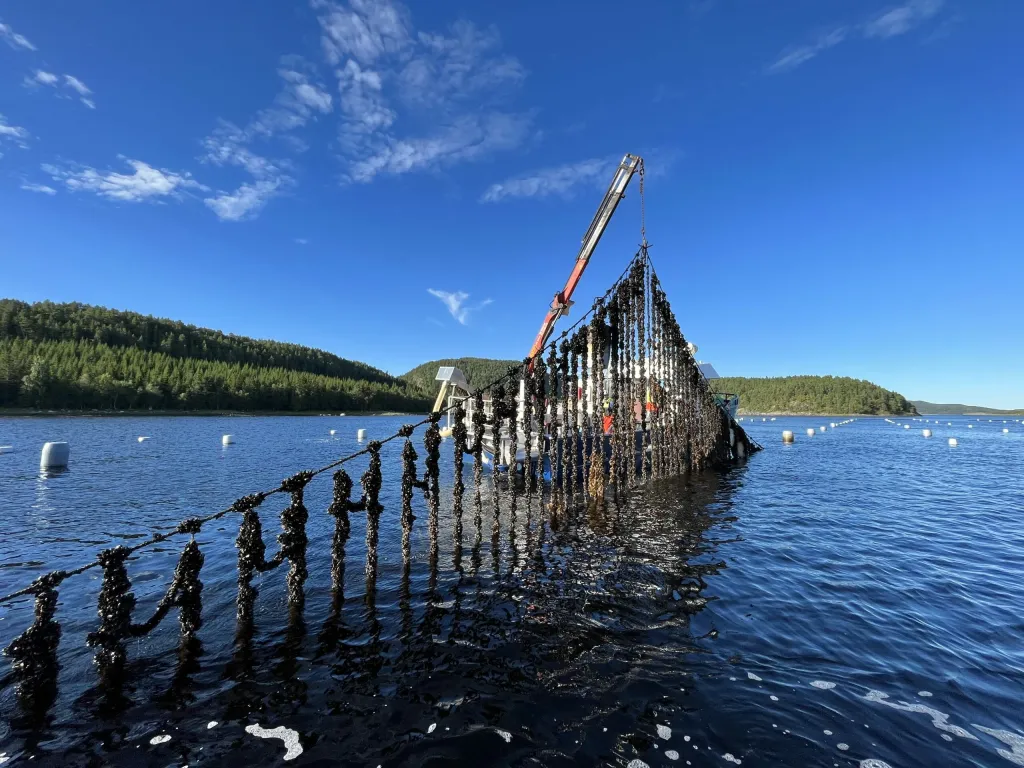Photo: Norgeskjell